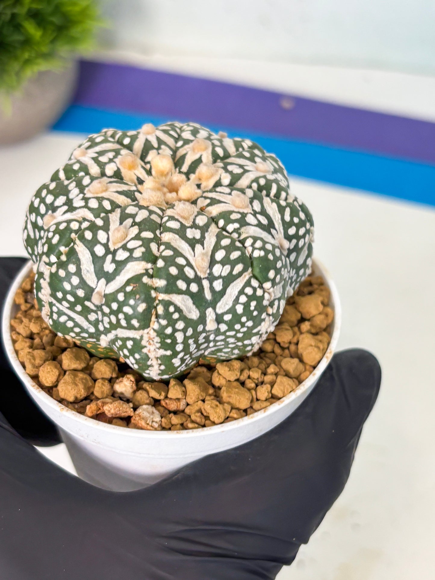 Astrophytum V-Type (at6) (r7) | Rare Star Cactus