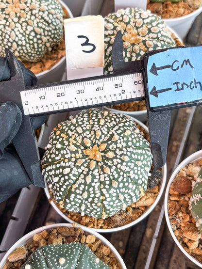 Astrophytum Super Kabuto (t12) (r3) | 3" Pot