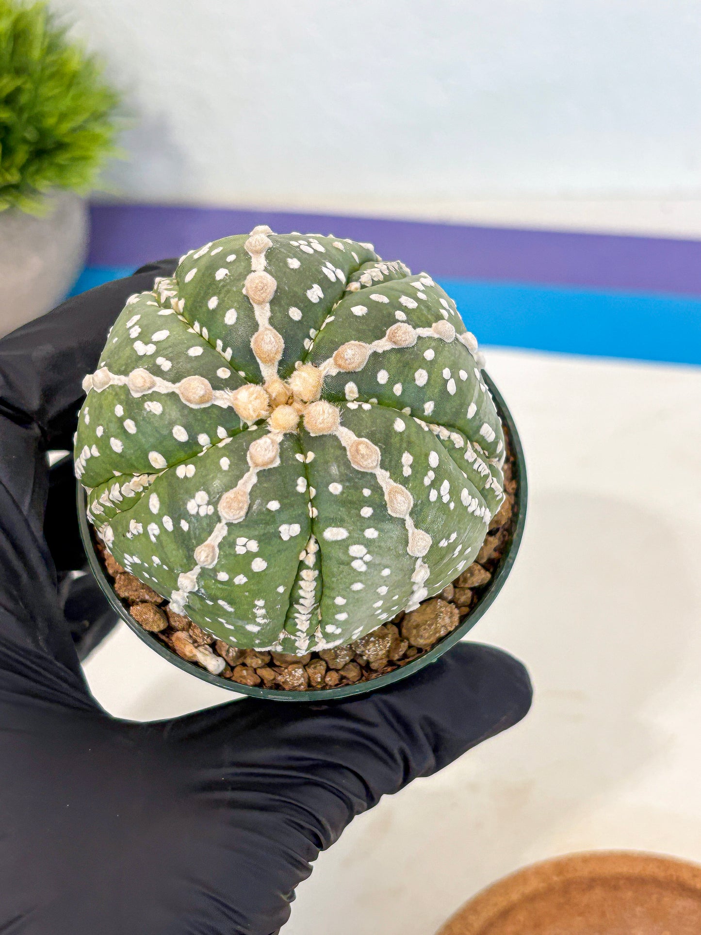 Astrophytum 5-Ribs (at7) (r2) | Living Rocks