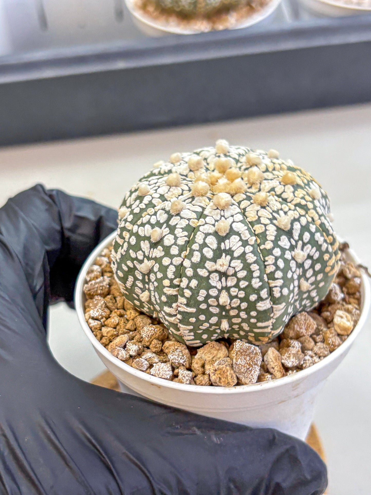 Astrophytum Super Kabuto (at1) (16) | Collection Plant | Rare Cactus