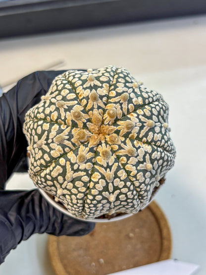 Astrophytum V Type (at4) (16) | Star Cactus