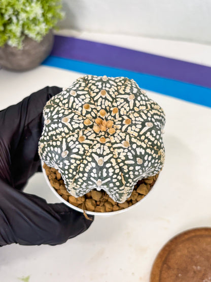Astrophytum Star Shape (at3) (r6) | Rare Cactus