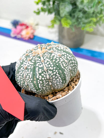 Astrophytum Super Kabuto (#T6C) | Nevada Botanical Shop | 3" Pot