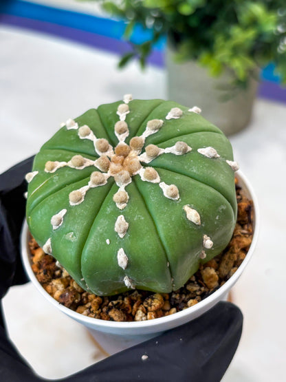 Astrophytum V-Type Nudum (T9) (p7) | Imported Plants