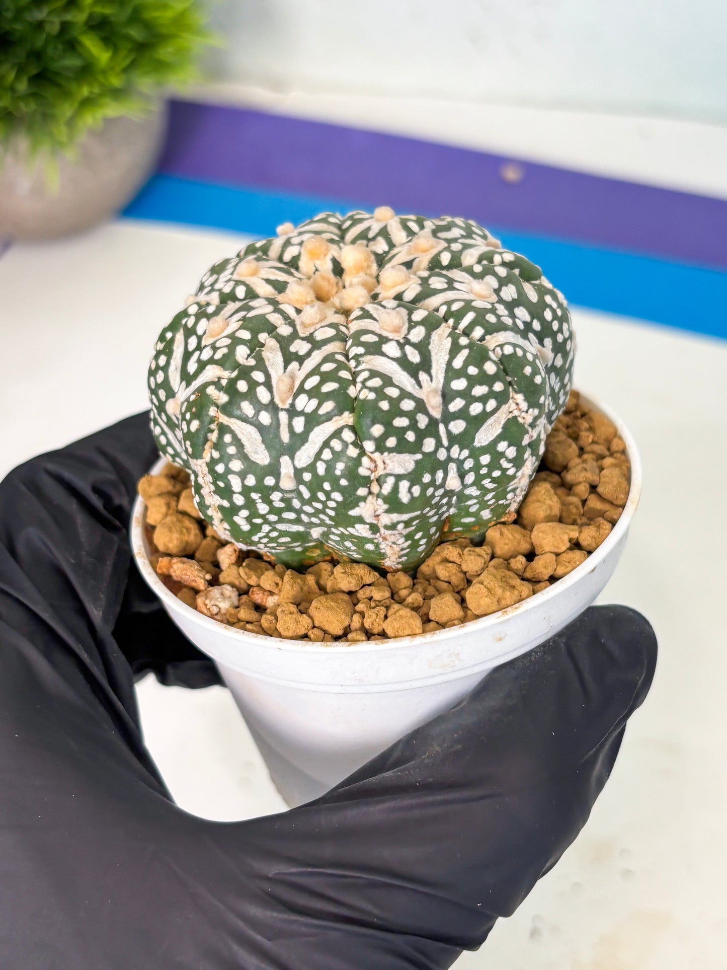 Astrophytum V-Type (at6) (r7) | Rare Star Cactus