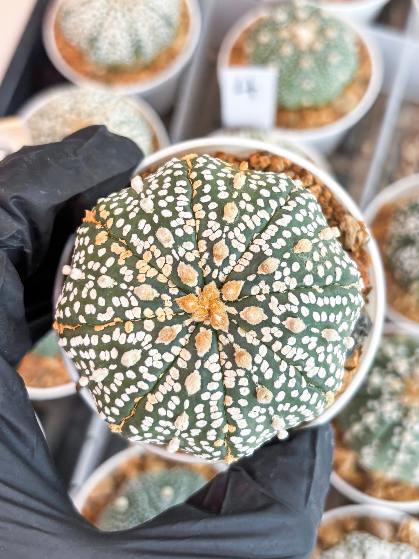 Astrophytum Super Kabuto (t12) (r3) | 3" Pot
