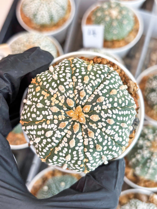 Astrophytum Super Kabuto (t12) (r3) | 3" Pot