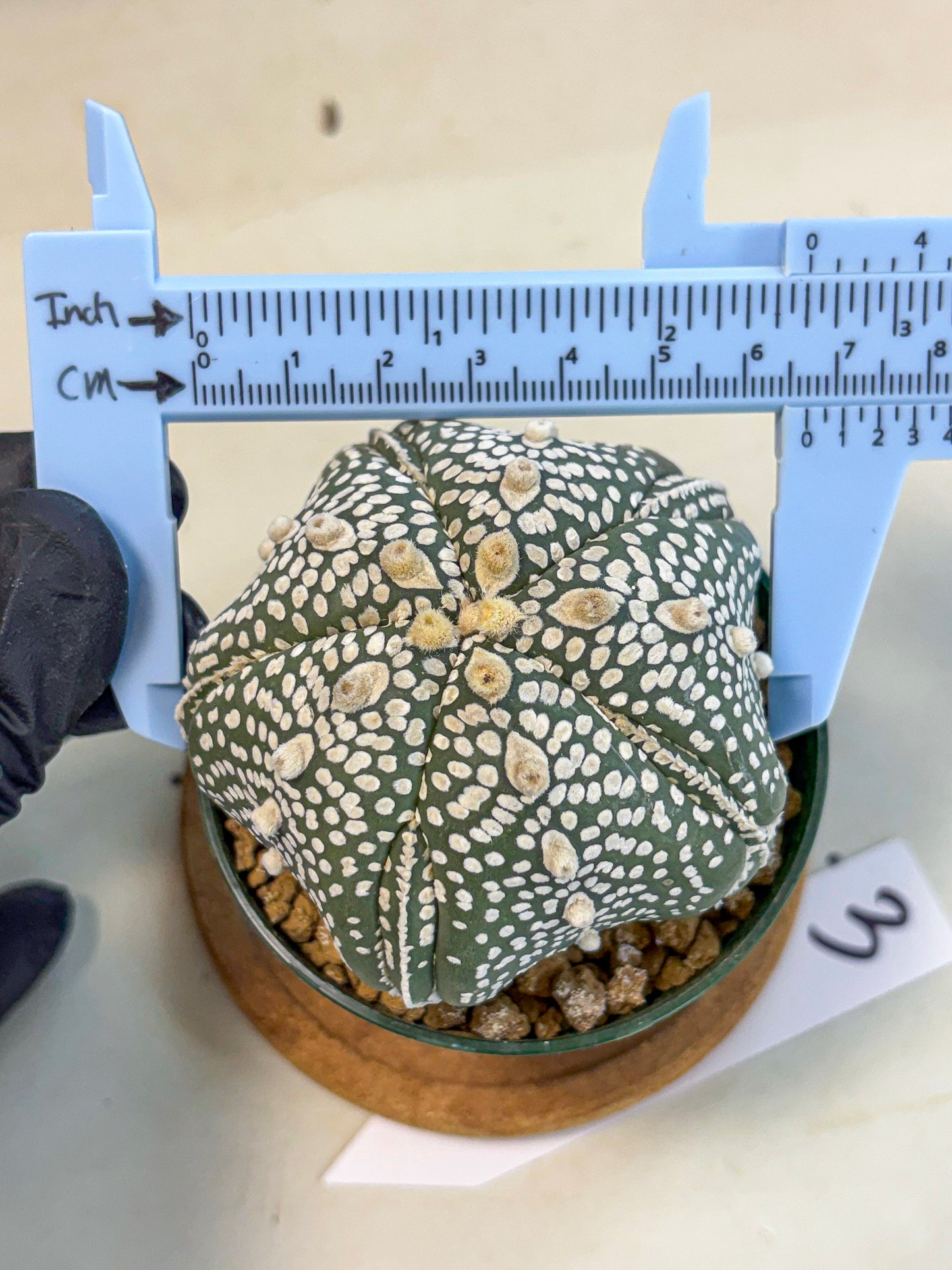 Astrophytum 5-Ribs (at7) (r3) | Living Rocks