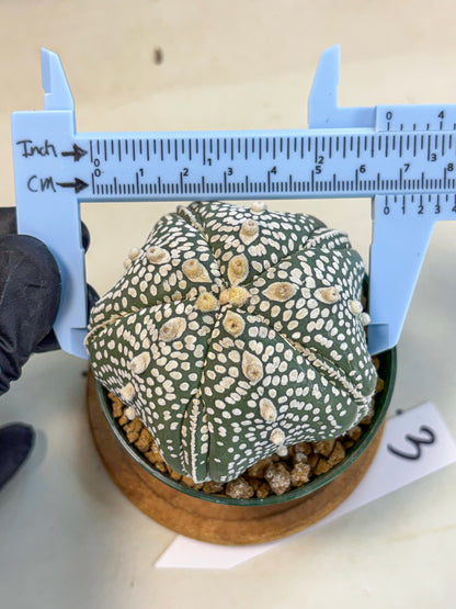 Astrophytum 5-Ribs (at7) (r3) | Living Rocks