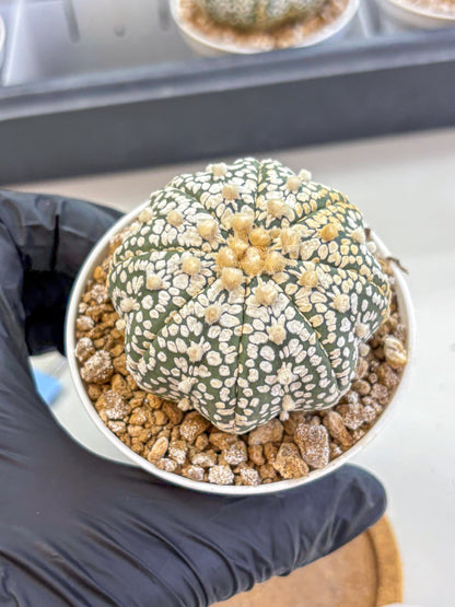 Astrophytum Super Kabuto (at1) (16) | Collection Plant | Rare Cactus
