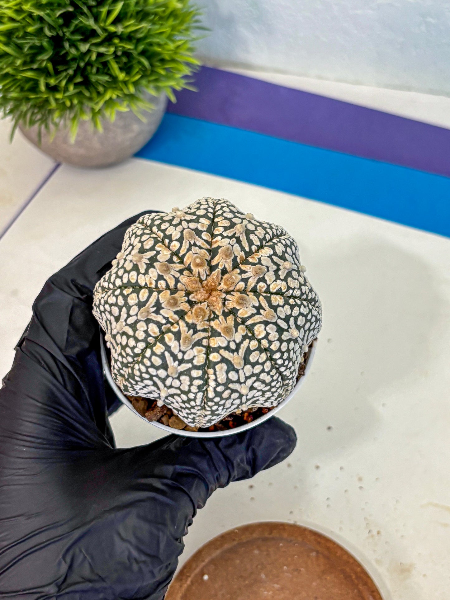 Astrophytum V Type (at4) (16) | Star Cactus