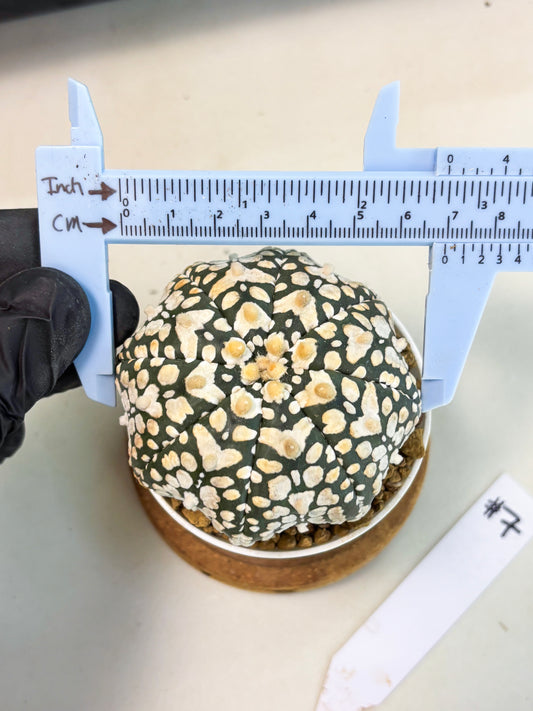 Astrophytum Star Shape (at3) (r7) | Rare Cactus