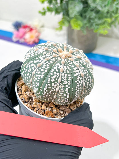 Astrophytum Super Kabuto (#T6C) | Nevada Botanical Shop | 3" Pot