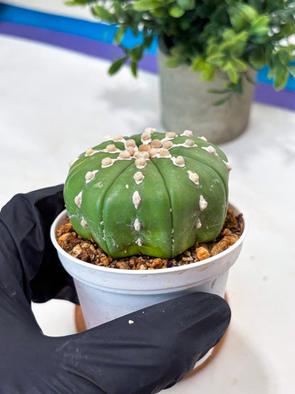 Astrophytum V-Type Nudum (T9) (p7) | Imported Plants