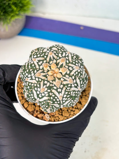 Astrophytum V-Type (at6) (r7) | Rare Star Cactus