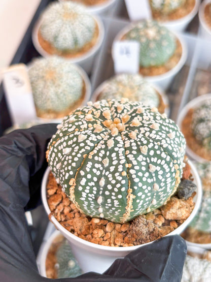 Astrophytum Super Kabuto (t12) (r3) | 3" Pot