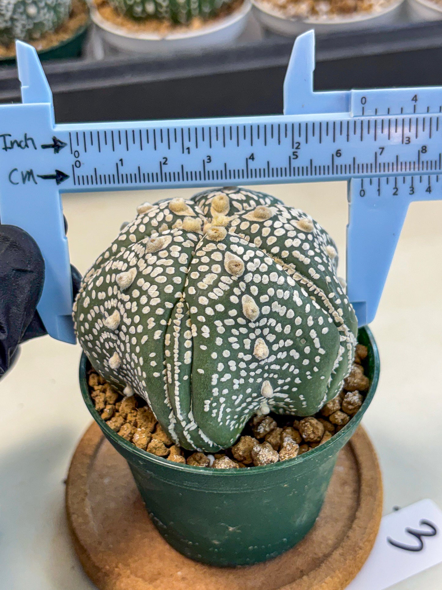 Astrophytum 5-Ribs (at7) (r3) | Living Rocks