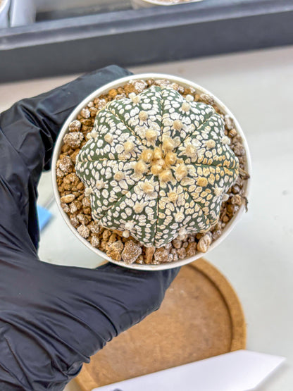 Astrophytum Super Kabuto (at1) (16) | Collection Plant | Rare Cactus
