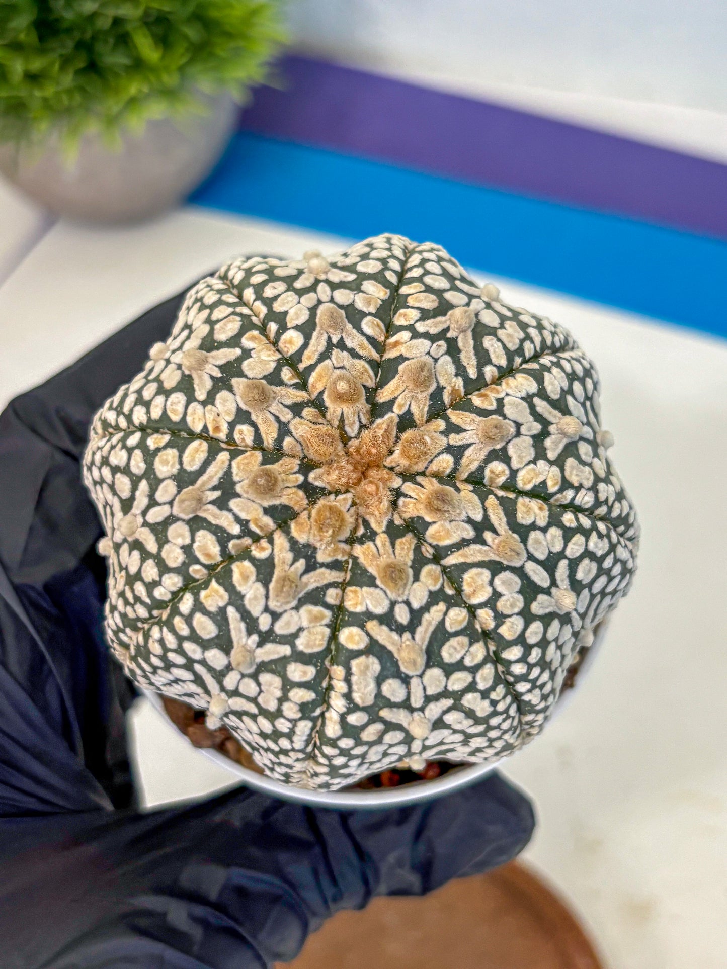Astrophytum V Type (at4) (16) | Star Cactus