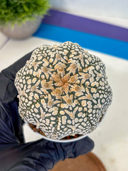 Astrophytum V Type (at4) (16) | Star Cactus