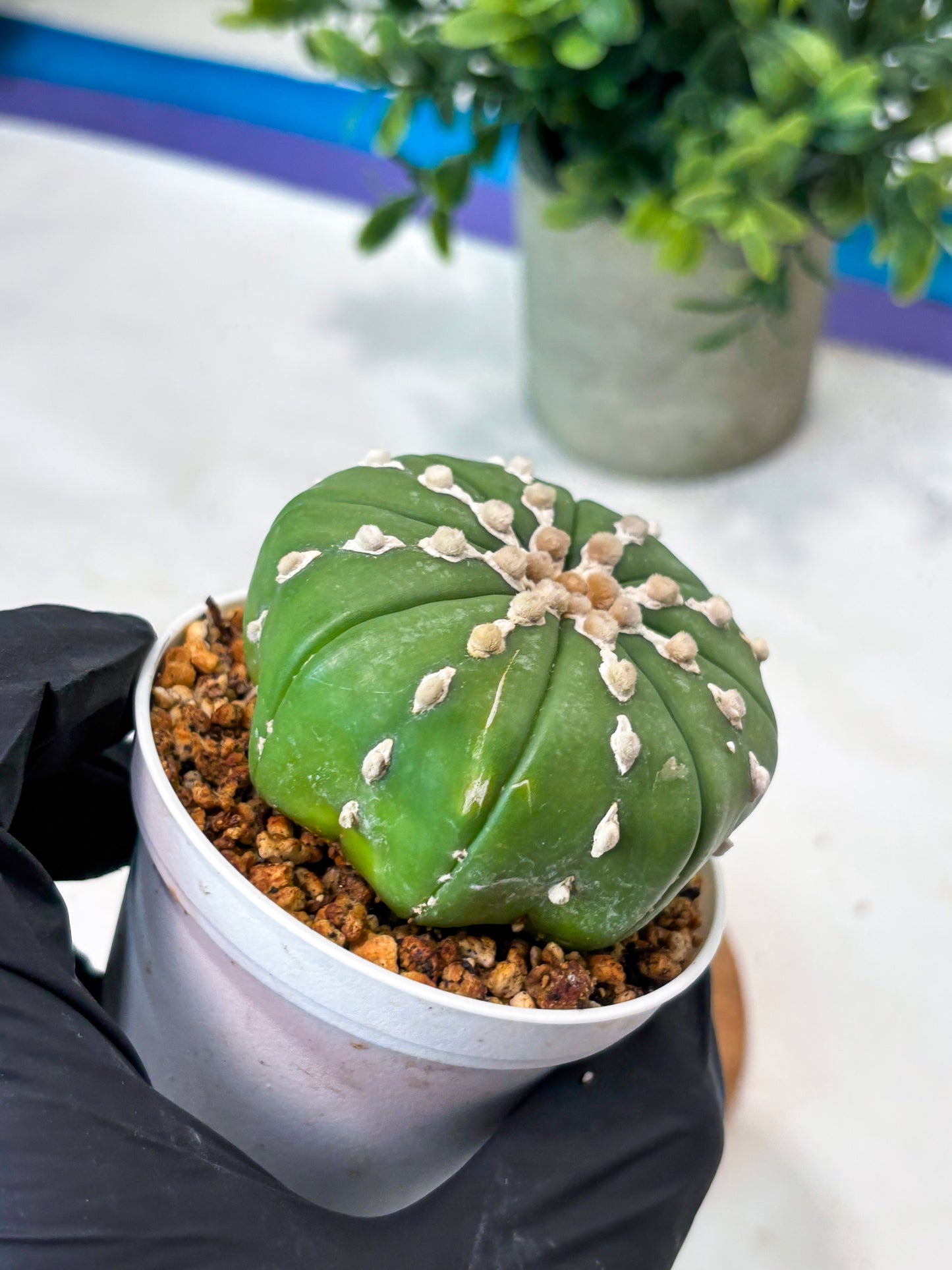 Astrophytum V-Type Nudum (T9) (p7) | Imported Plants
