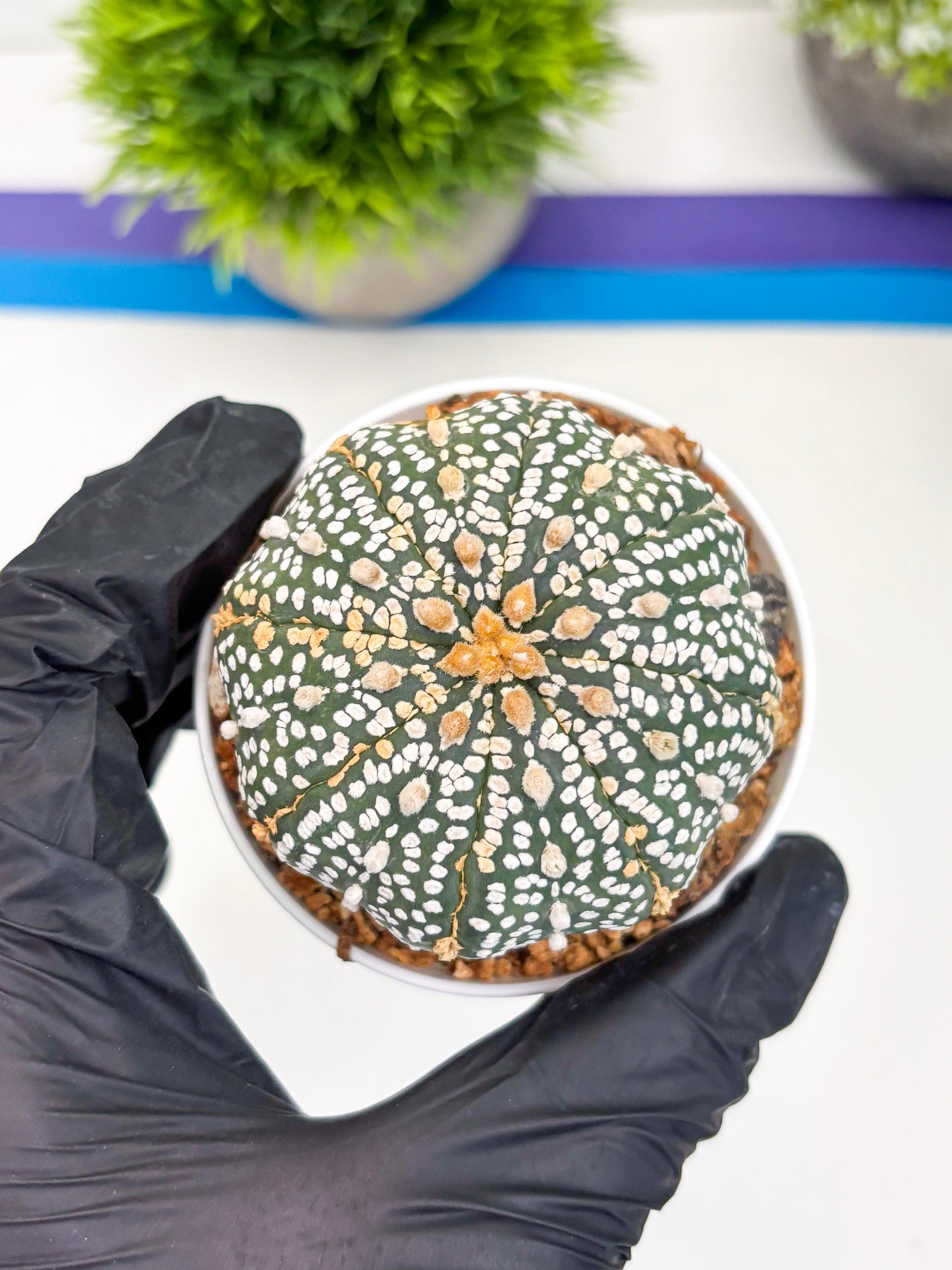 Astrophytum Super Kabuto (t12) (r3) | 3" Pot