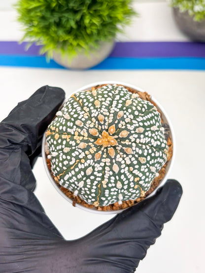 Astrophytum Super Kabuto (t12) (r3) | 3" Pot