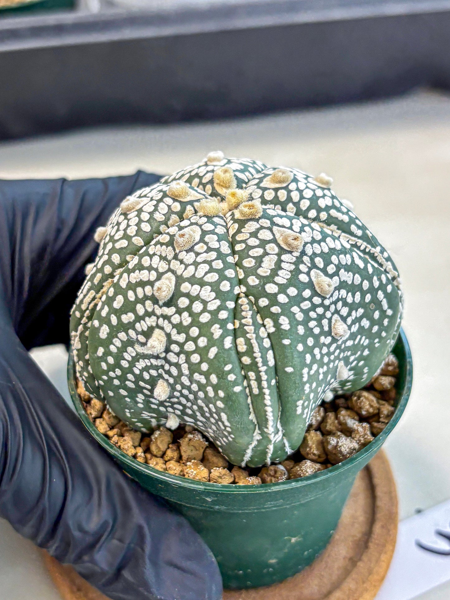 Astrophytum 5-Ribs (at7) (r3) | Living Rocks