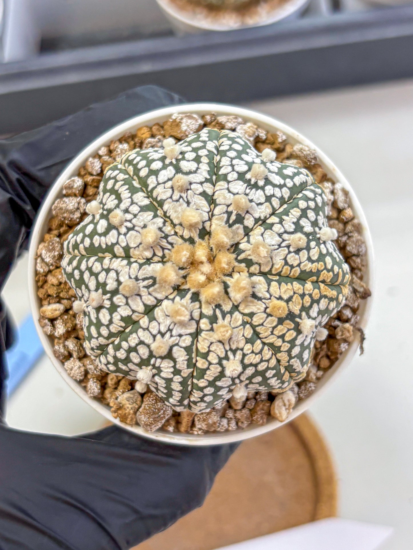 Astrophytum Super Kabuto (at1) (16) | Collection Plant | Rare Cactus