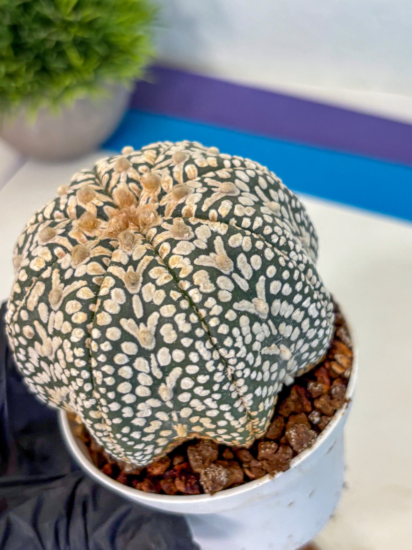 Astrophytum V Type (at4) (16) | Star Cactus