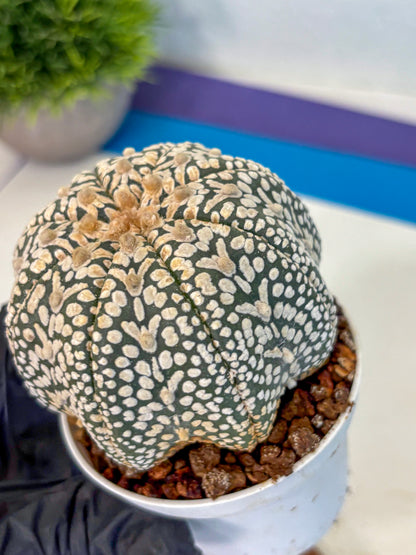 Astrophytum V Type (at4) (16) | Star Cactus