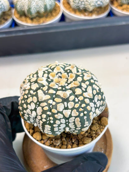 Astrophytum Star Shape (at3) (r7) | Rare Cactus