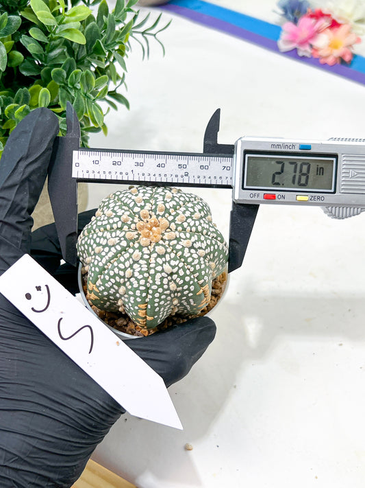 Astrophytum Super Kabuto (#T6C) | Nevada Botanical Shop | 3" Pot