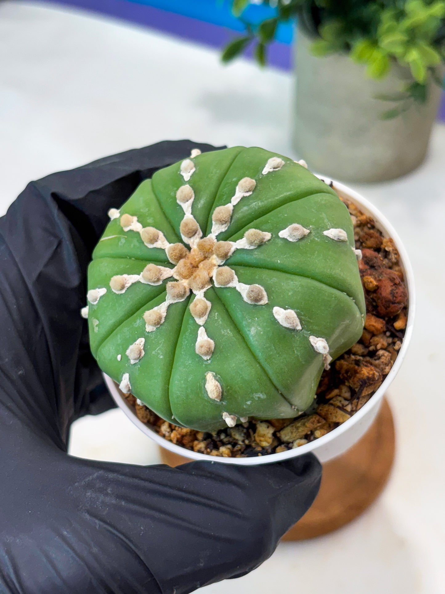 Astrophytum V-Type Nudum (T9) (p7) | Imported Plants