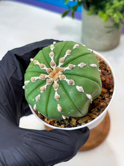 Astrophytum V-Type Nudum (T9) (p7) | Imported Plants