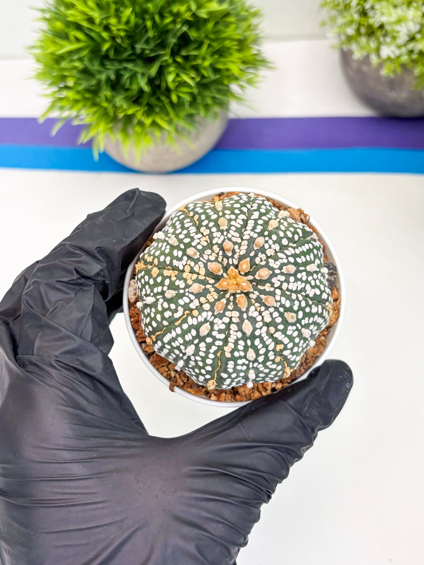 Astrophytum Super Kabuto (t12) (r3) | 3" Pot