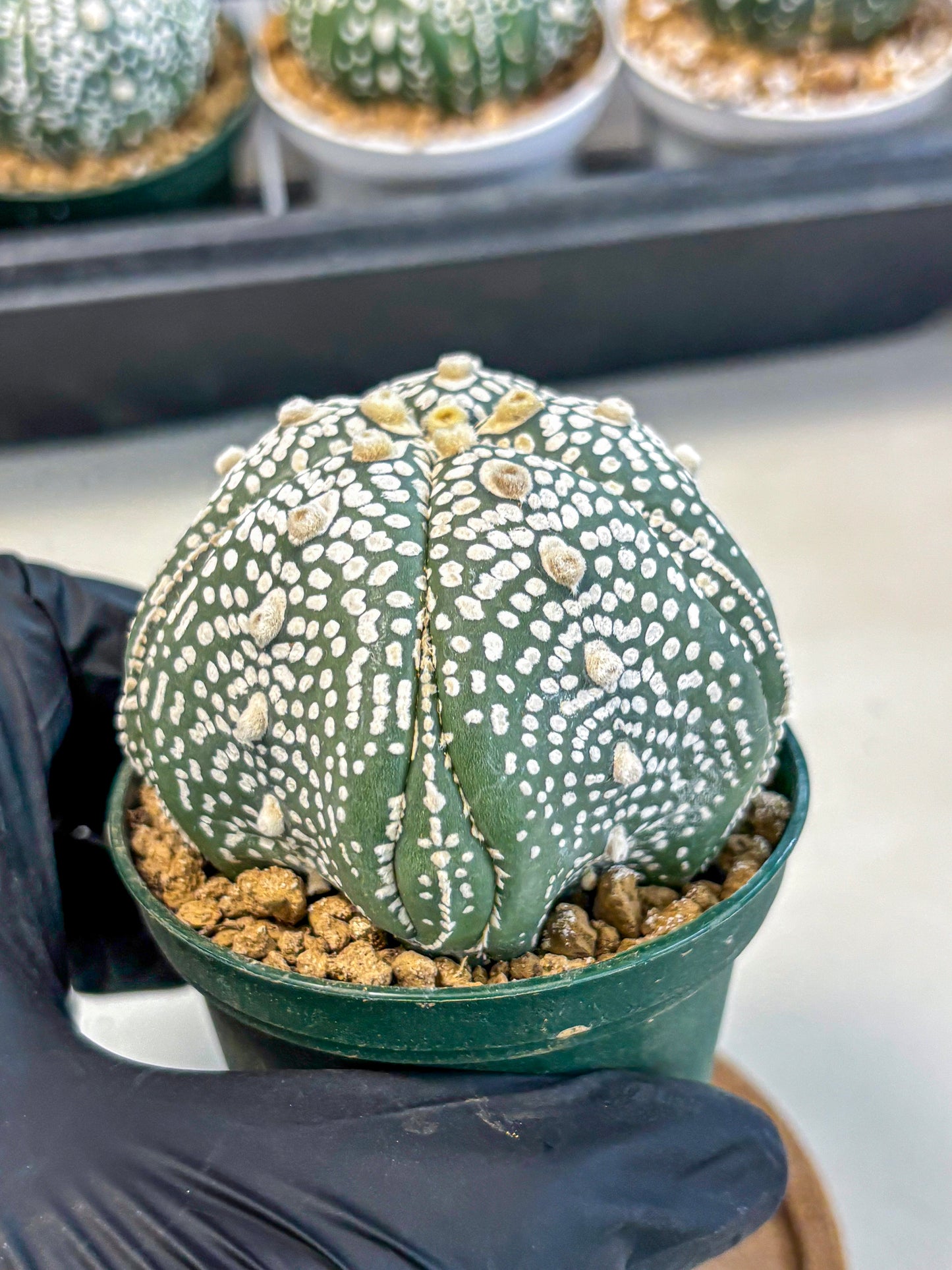 Astrophytum 5-Ribs (at7) (r3) | Living Rocks
