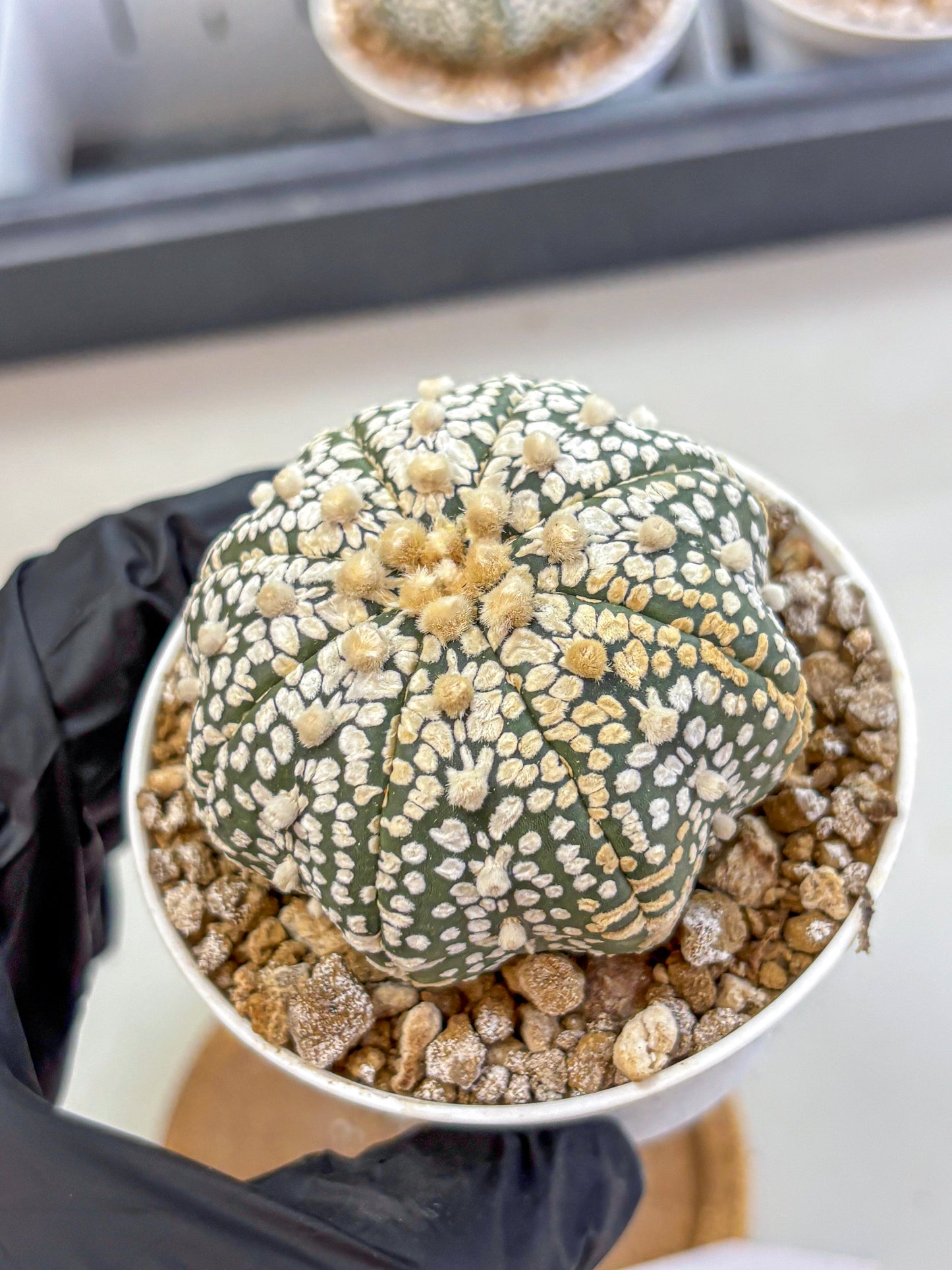 Astrophytum Super Kabuto (at1) (16) | Collection Plant | Rare Cactus