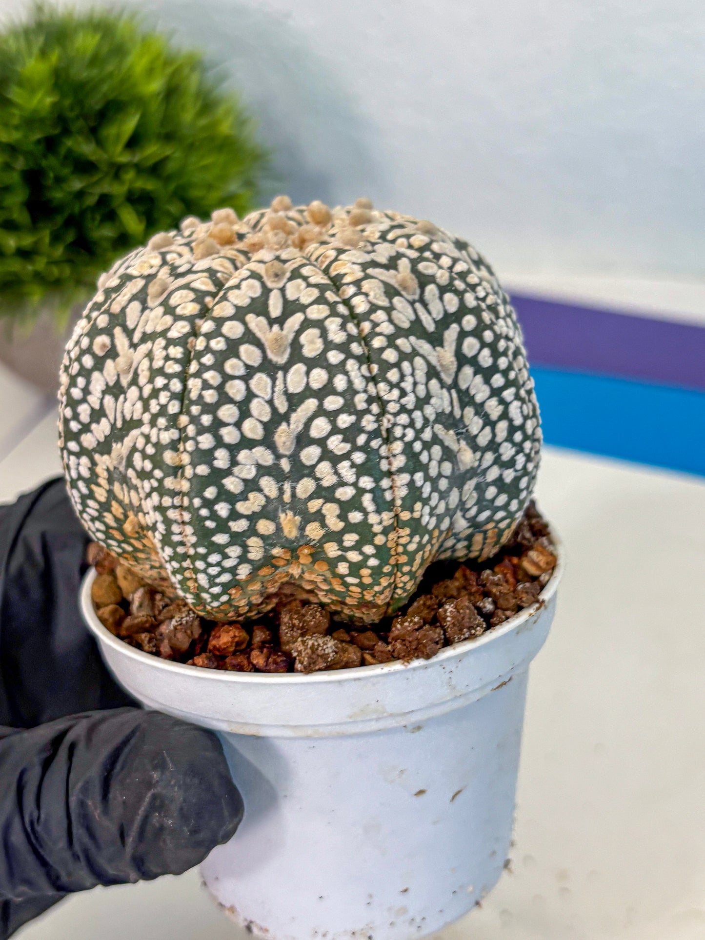 Astrophytum V Type (at4) (16) | Star Cactus
