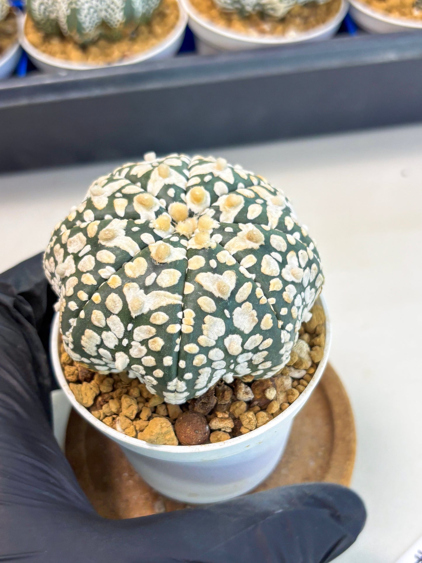 Astrophytum Star Shape (at3) (r7) | Rare Cactus