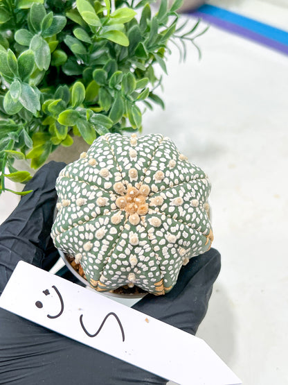Astrophytum Super Kabuto (#T6C) | Nevada Botanical Shop | 3" Pot