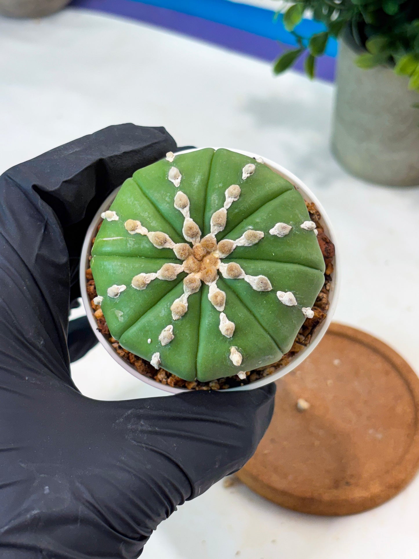 Astrophytum V-Type Nudum (T9) (p7) | Imported Plants