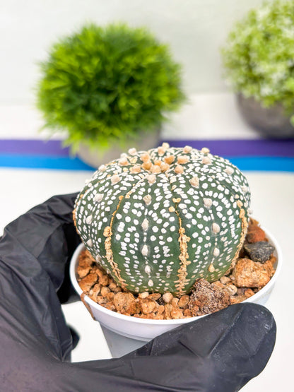Astrophytum Super Kabuto (t12) (r3) | 3" Pot