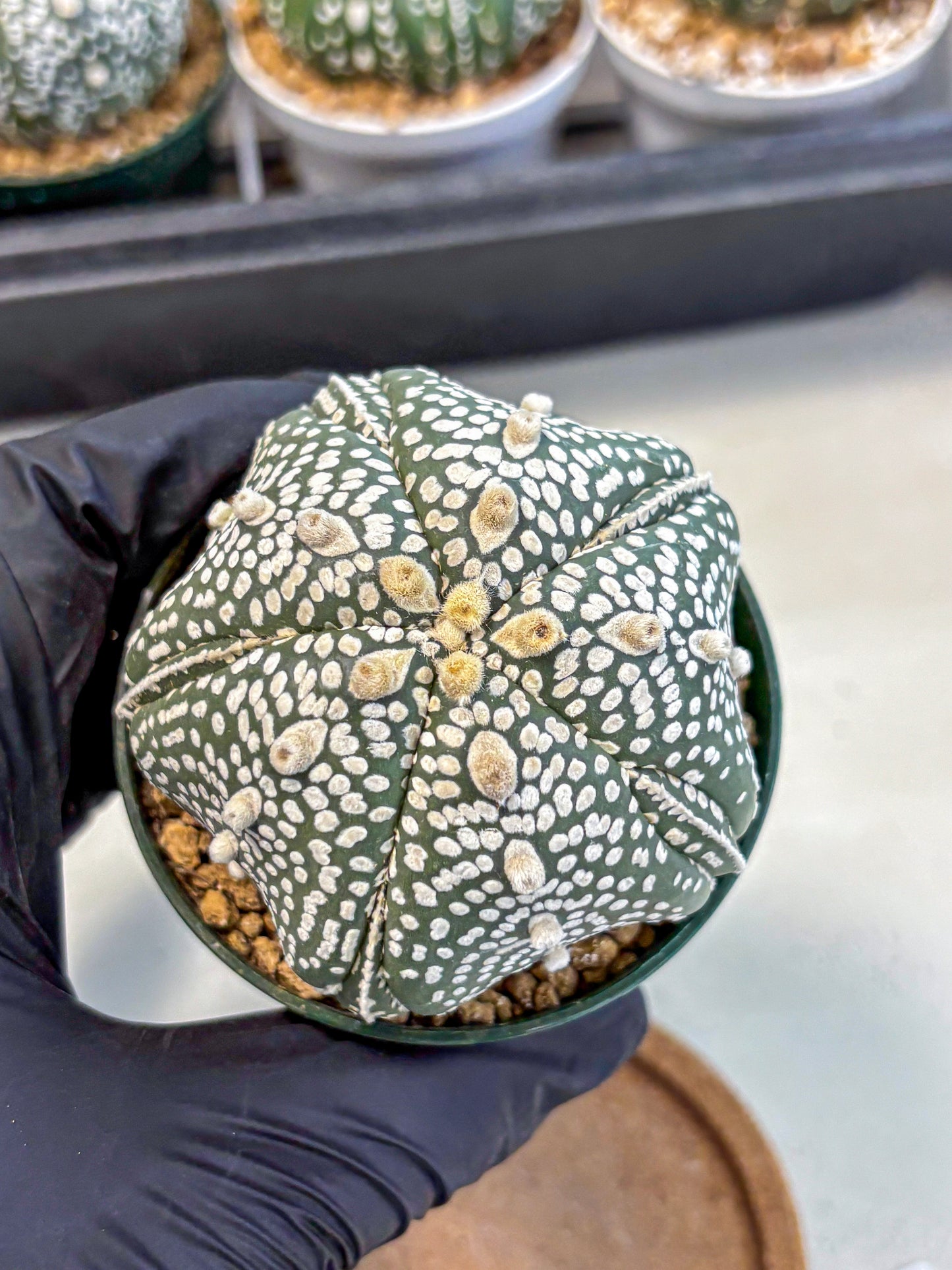 Astrophytum 5-Ribs (at7) (r3) | Living Rocks