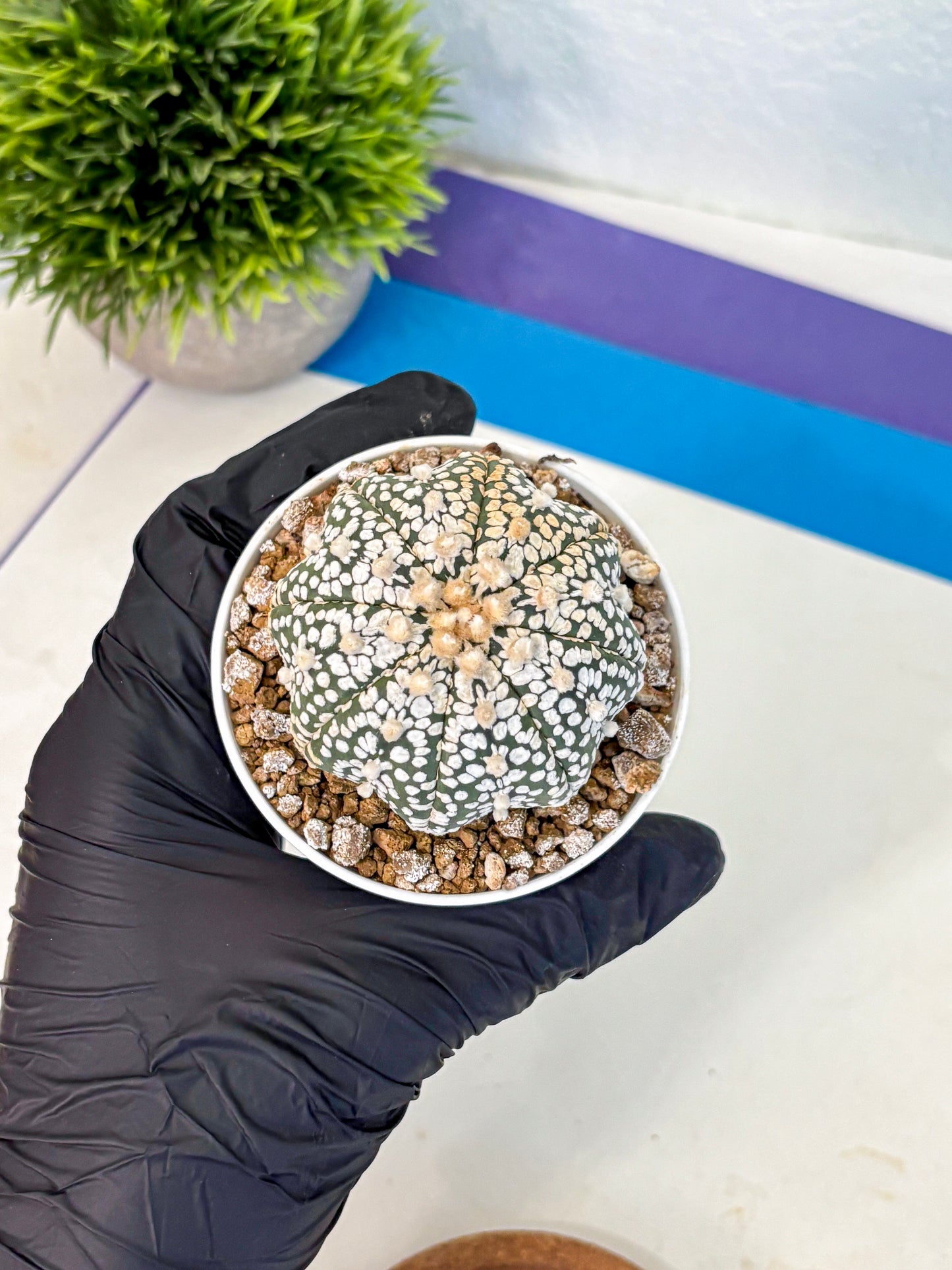Astrophytum Super Kabuto (at1) (16) | Collection Plant | Rare Cactus