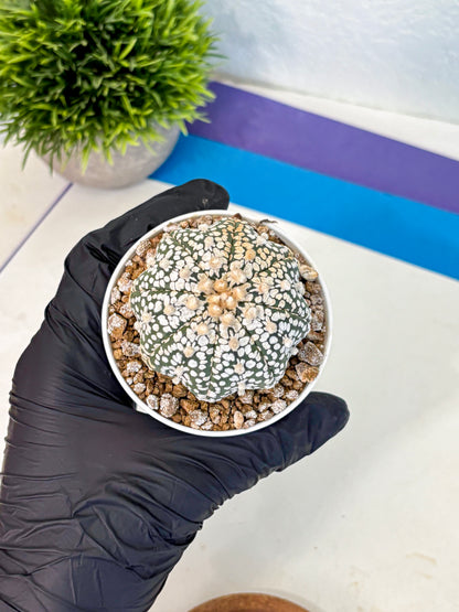 Astrophytum Super Kabuto (at1) (16) | Collection Plant | Rare Cactus