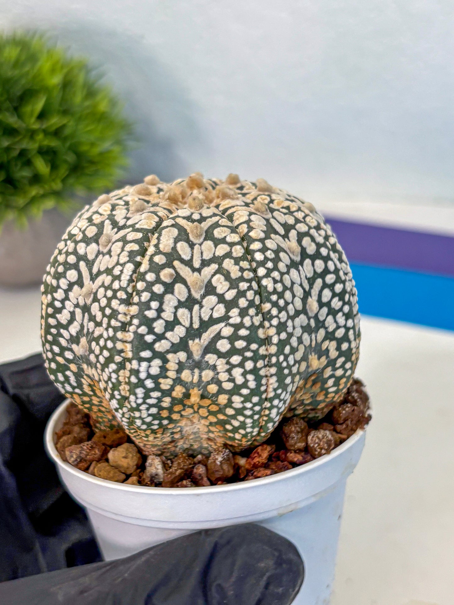 Astrophytum V Type (at4) (16) | Star Cactus