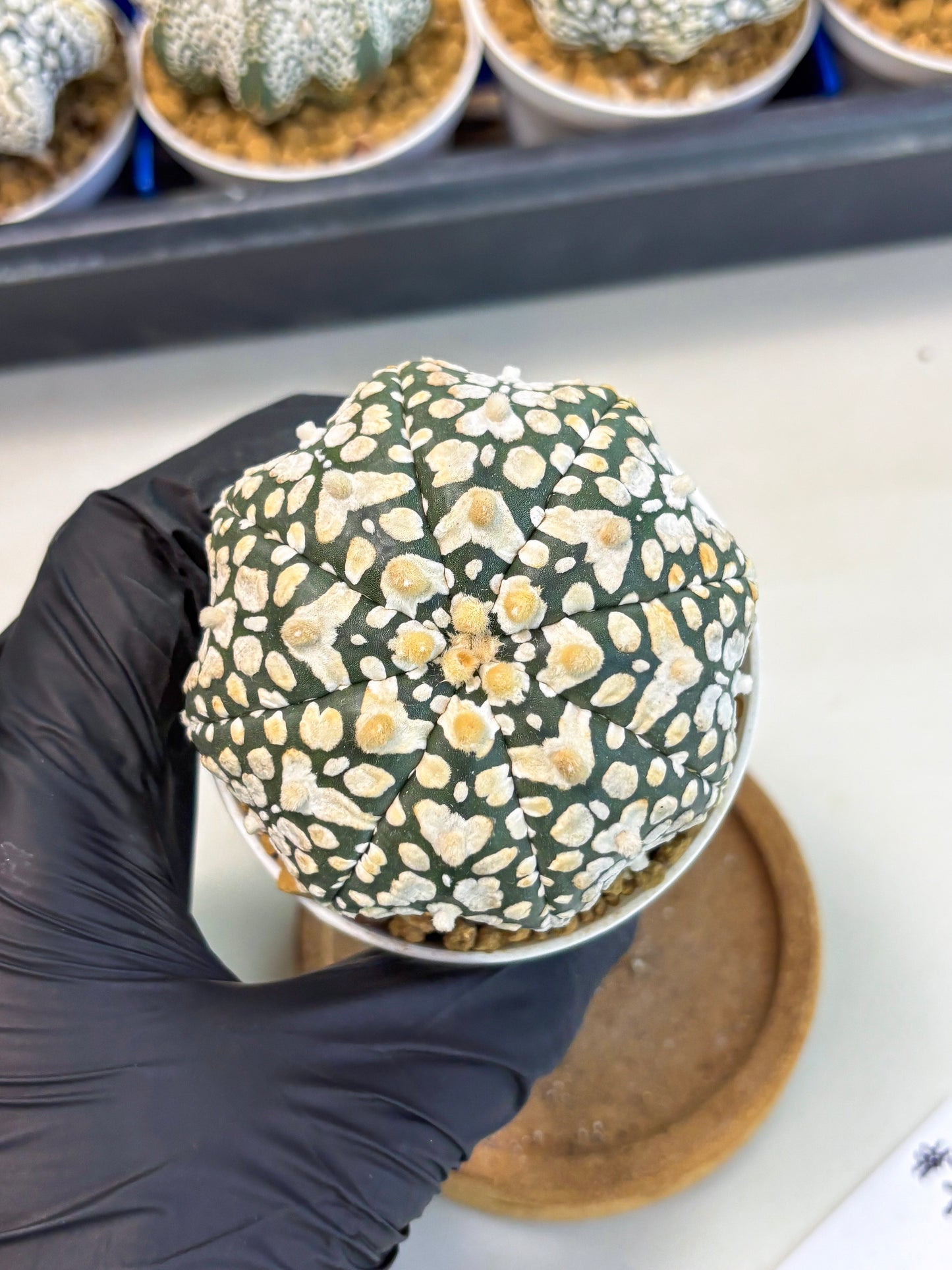 Astrophytum Star Shape (at3) (r7) | Rare Cactus
