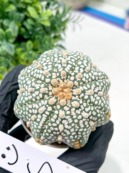 Astrophytum Super Kabuto (#T6C) | Nevada Botanical Shop | 3" Pot