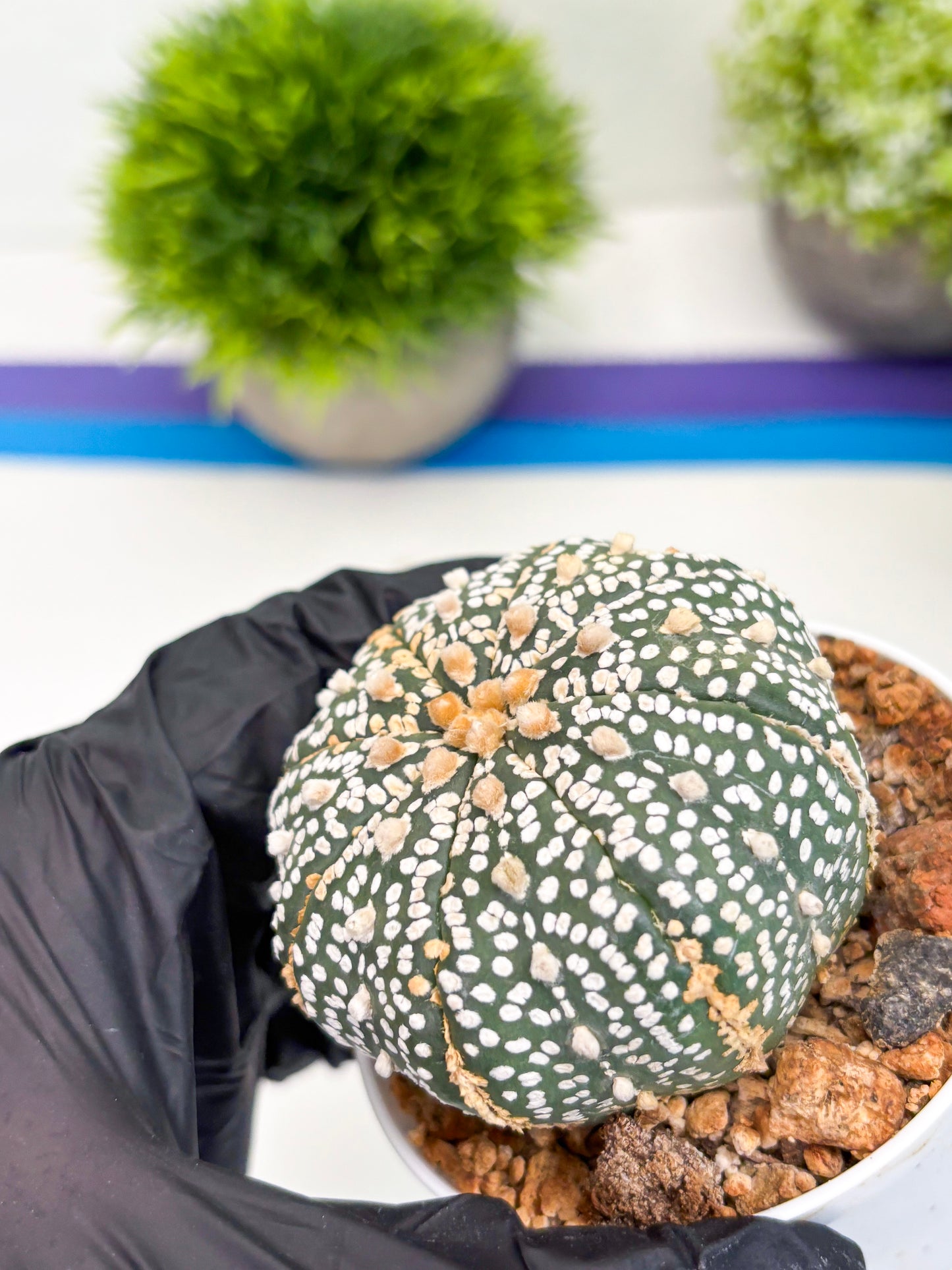 Astrophytum Super Kabuto (t12) (r3) | 3" Pot